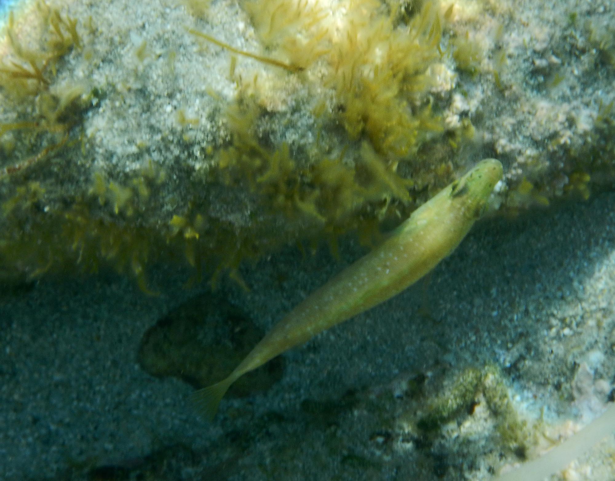 Unknown labrid fish (Labrus cf. merula da I''lle Rousse, Francia)